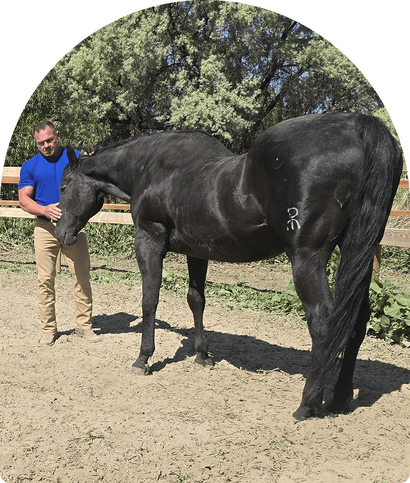 Man standing beside black horse in paddock